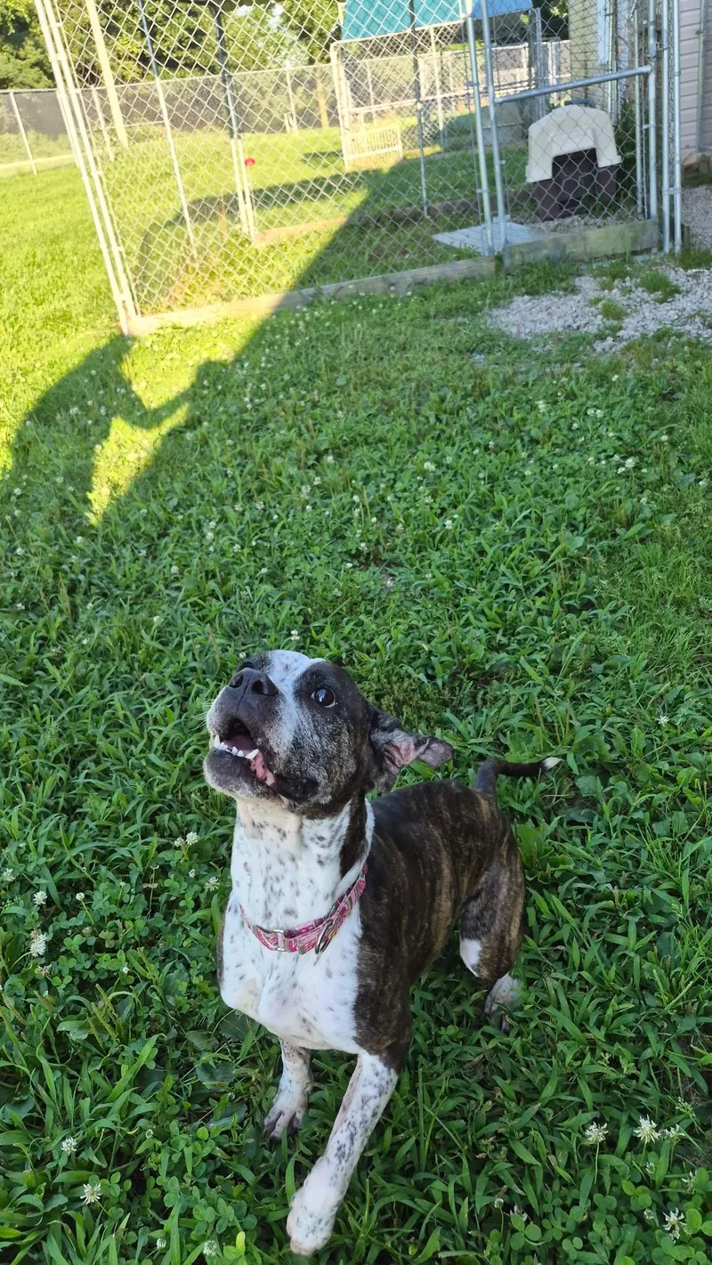 An adult medium-sized female Boxer dog named Stormy for adoption in Indiana, PA