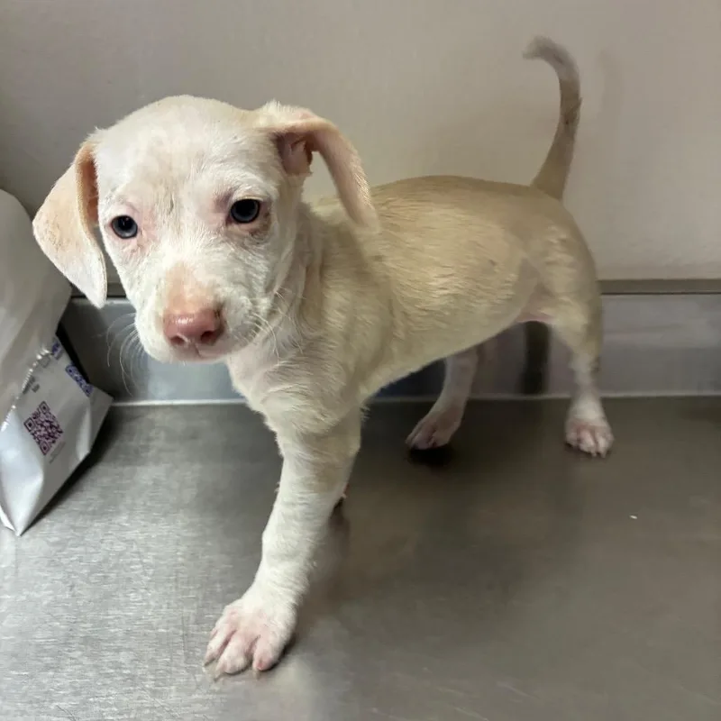A baby small-sized female White / Cream Terrier dog named Jetta for adoption in San Antonio, TX