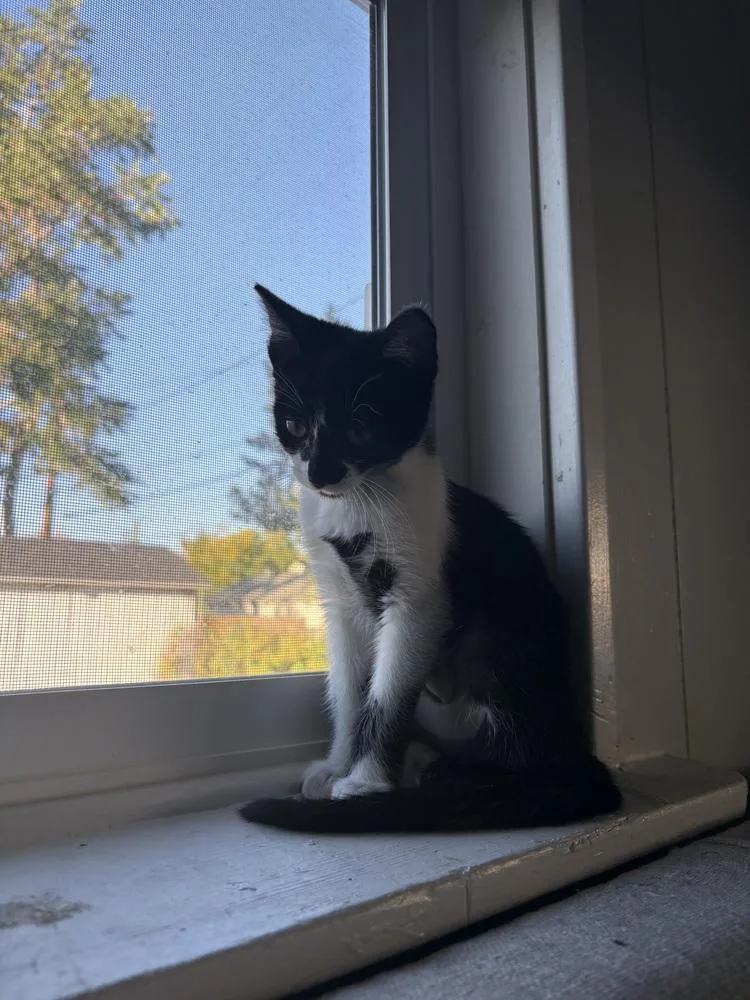 A baby small-sized female Domestic Short Hair cat named Summer for adoption in Thornton, CO