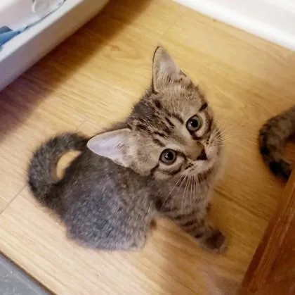 A baby small-sized female Domestic Short Hair cat named Princess Daisy for adoption in Wheaton, IL