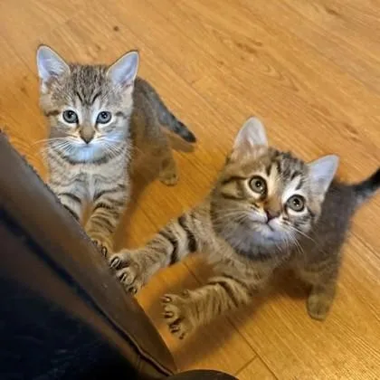 Princess Daisy thumbnail 2