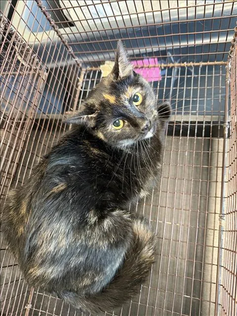 A young medium-sized female Domestic Short Hair cat named Berlioz for adoption in Chatsworth, CA