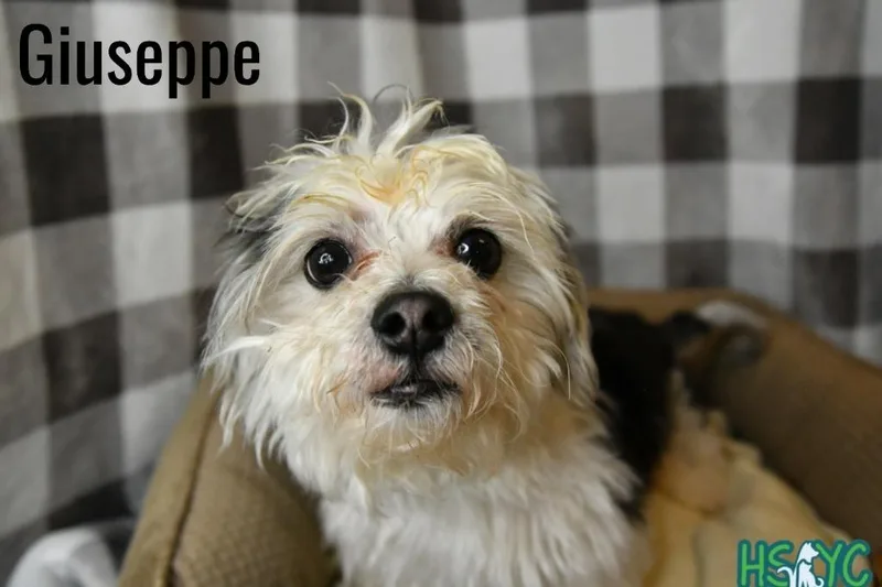 An adult medium-sized male Maltese dog named Giuseppe for adoption in Fort Mill, SC