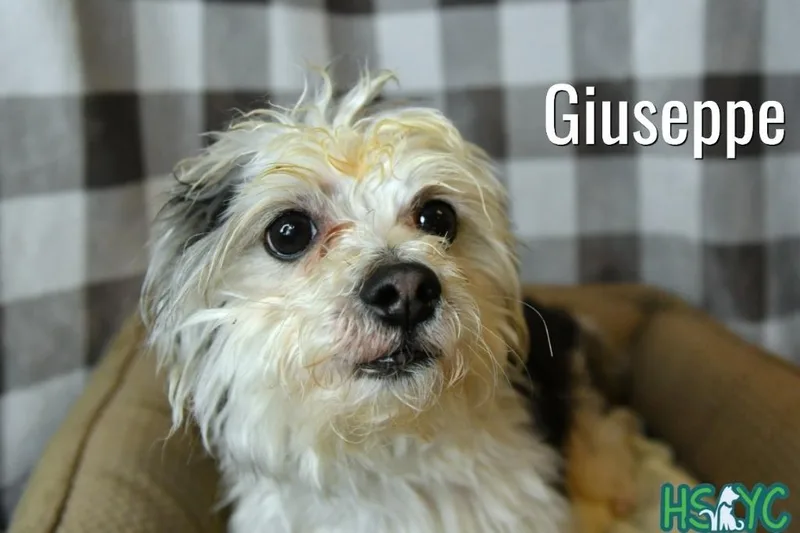 Giuseppe thumbnail 2