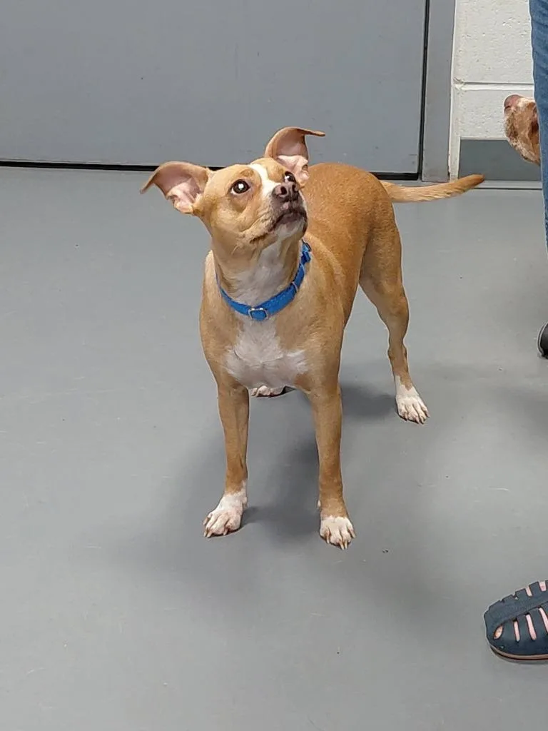 A young medium-sized female Terrier dog named Bessie for adoption in South Bend, IN