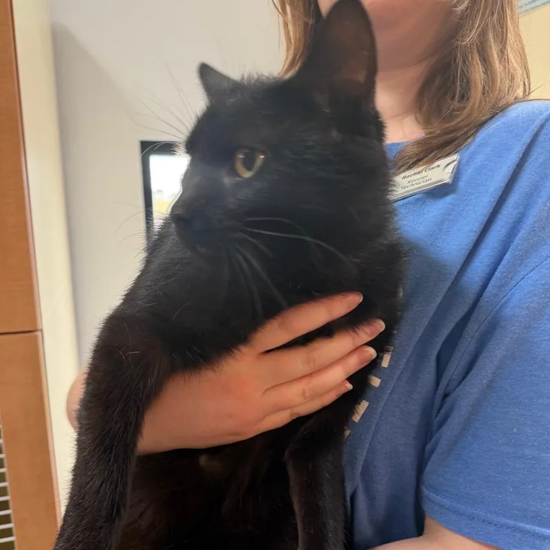 A young large-sized male Black Domestic Short Hair cat named Artie for adoption in Idaho Falls, ID