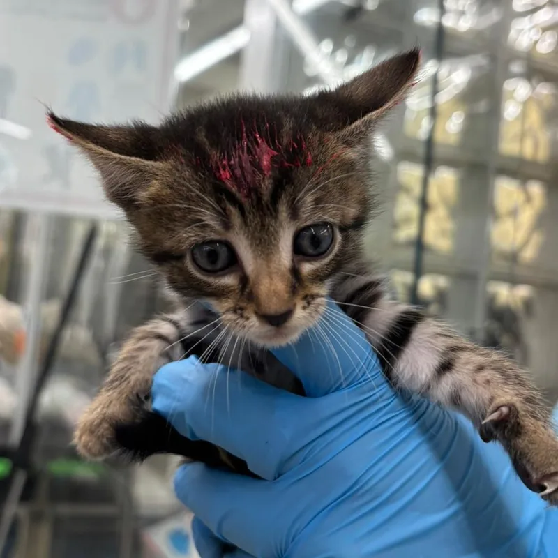 A baby small-sized female Brown / Chocolate Domestic Short Hair cat named Wynona for adoption in West Palm Beach, FL