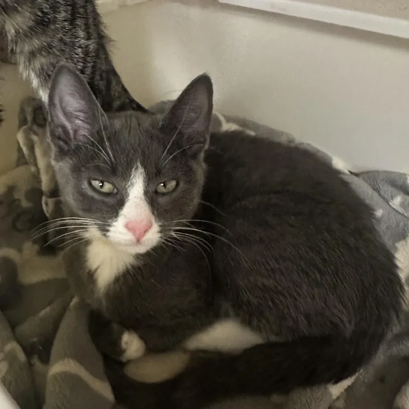 A baby medium-sized male Gray / Blue / Silver Domestic Short Hair cat named Cooper for adoption in Westhampton, NY