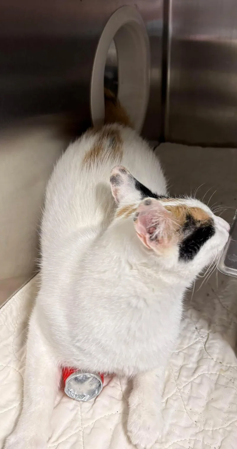 An adult medium-sized female Domestic Short Hair cat named Morgan for adoption in Dalzell, IL