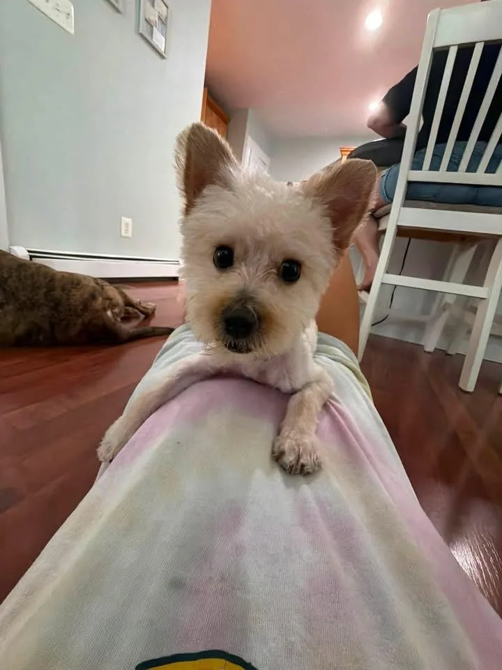 Bennie