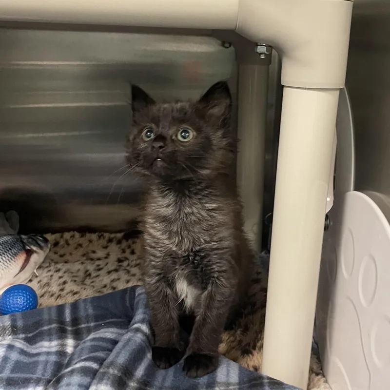 A baby small-sized male Black Domestic Medium Hair cat named Barbossa for adoption in Keizer, OR