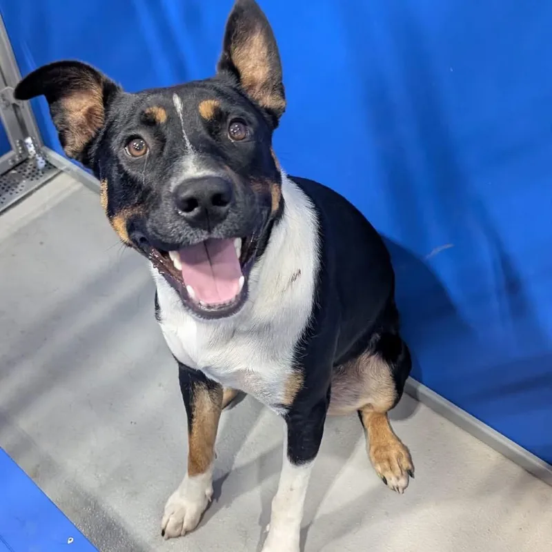 A young medium-sized male Black Mixed Breed dog named Brodie KCAC . for adoption in Kerrville, TX