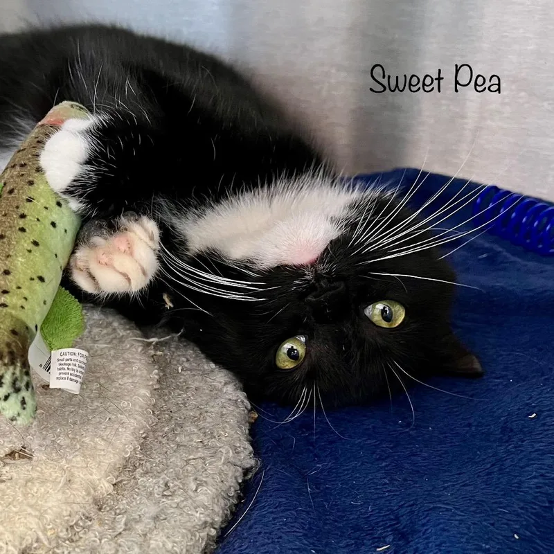 An adult medium-sized female Black Domestic Short Hair cat named Sweet Pea for adoption in Madisonville, TN