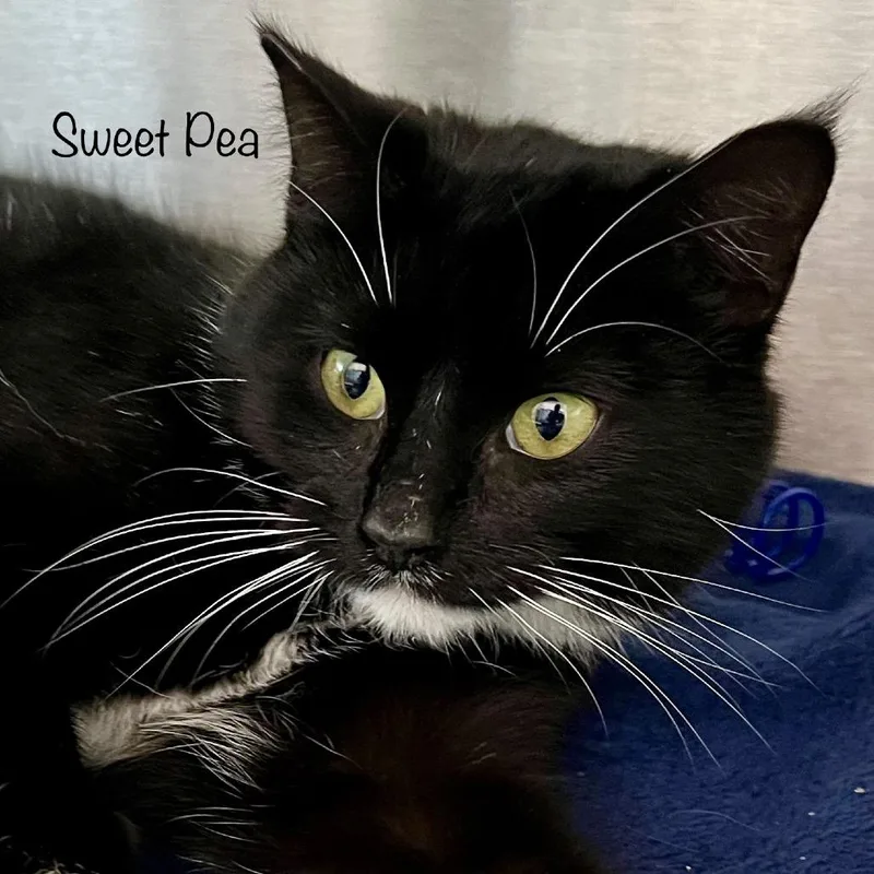 Sweet Pea thumbnail 2