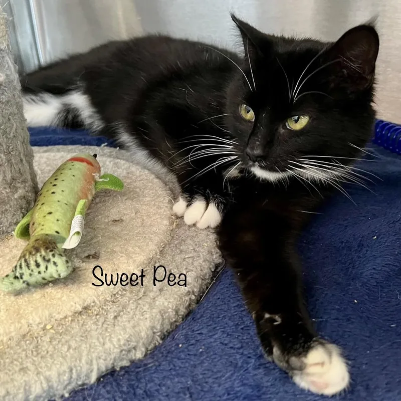 Sweet Pea thumbnail 3