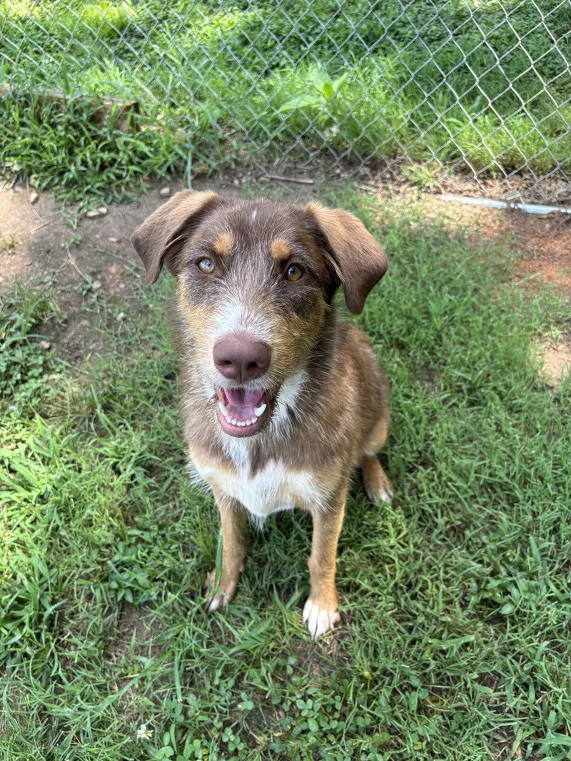 A baby large-sized female Australian Shepherd dog named Shelby Oct for adoption in Pacolet, SC