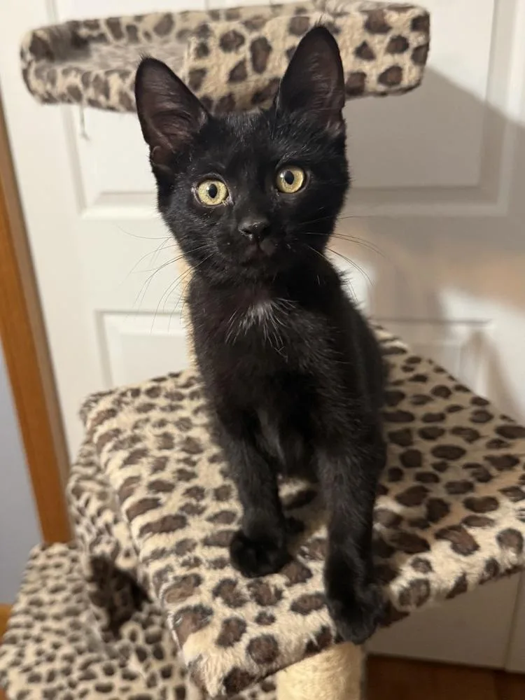A baby medium-sized male Black Domestic Short Hair cat named Darby for adoption in Lansing, MI