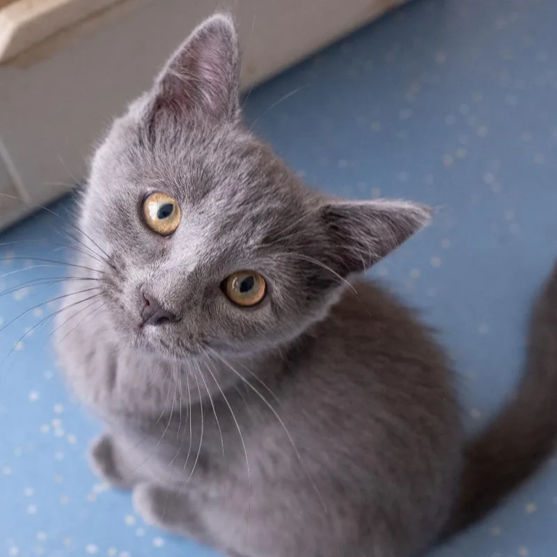 A baby small-sized female Gray / Blue / Silver Domestic Short Hair cat named Mauve for adoption in Inver Grove Heights, MN