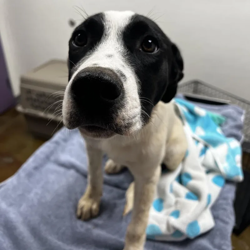 A baby medium-sized male Black Border Collie dog named Pickles for adoption in Albuquerque, NM
