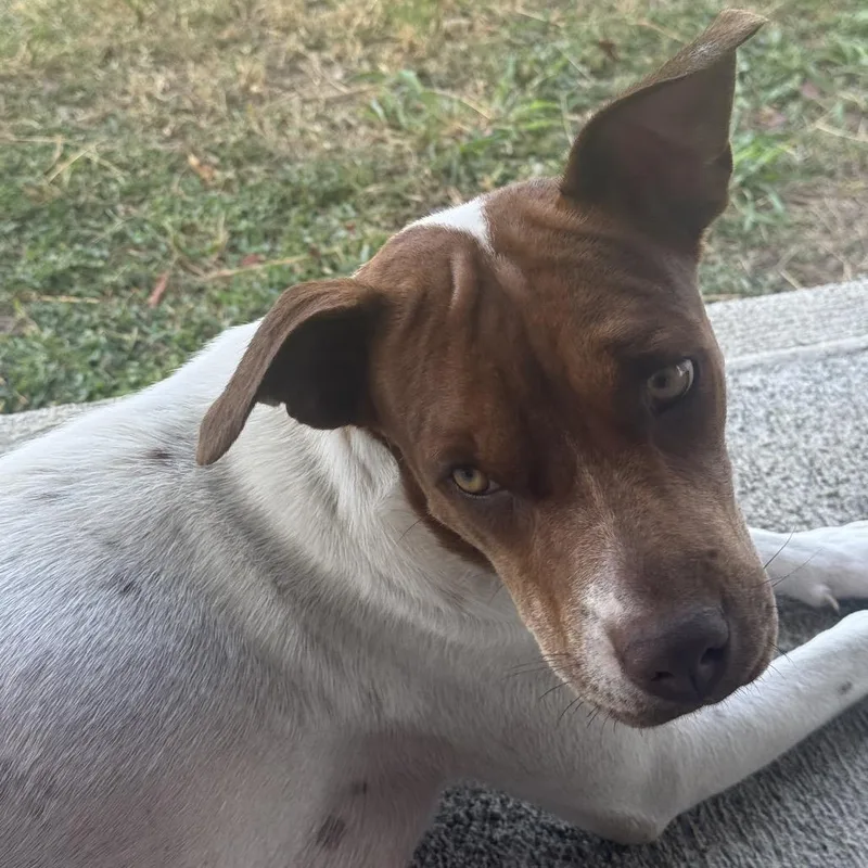 A young medium-sized female White / Cream Mixed Breed dog named Mama Bella for adoption in Frederiksted, VI