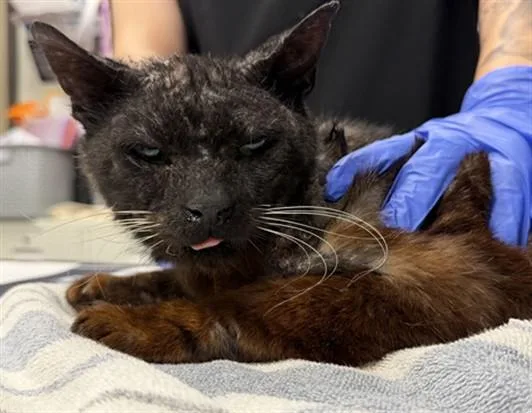 An adult small-sized male Domestic Short Hair cat named Eros for adoption in Ontario, CA