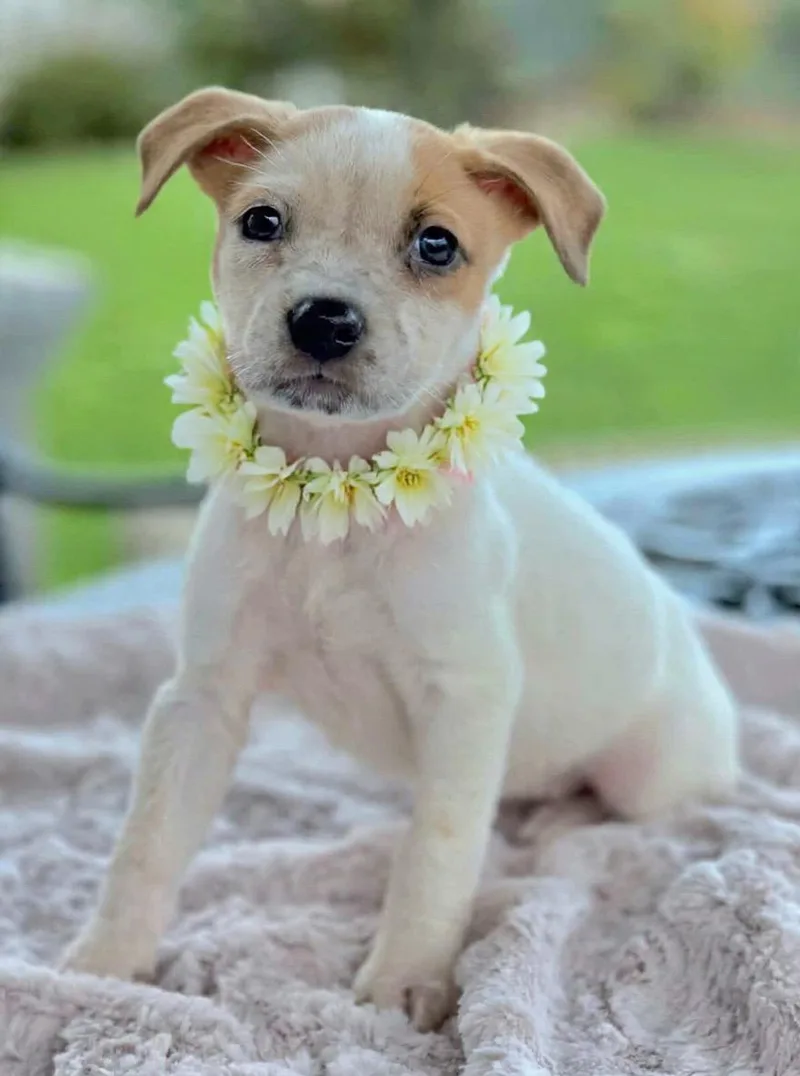 A baby medium-sized female Apricot / Beige Australian Cattle Dog / Blue Heeler dog named Mckay for adoption in Corona Del Mar, CA