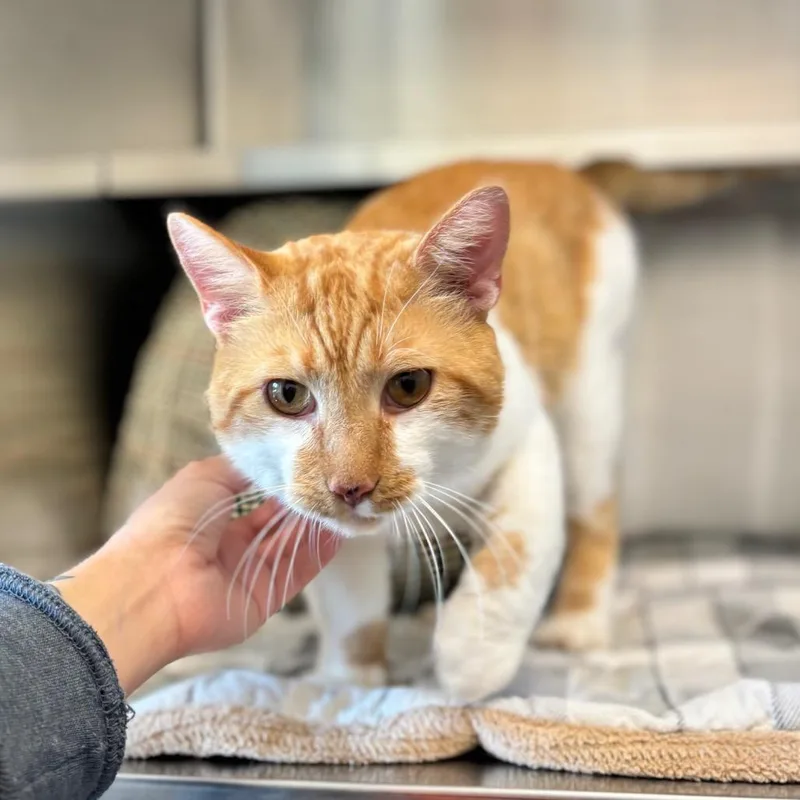 An adult large-sized male Orange / Red Domestic Short Hair cat named Beefy Five Layer Burrito for adoption in Nashville, IN