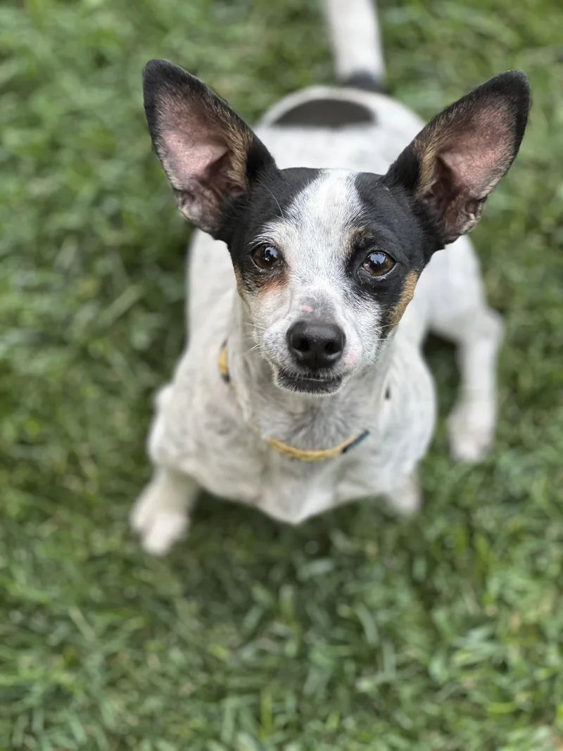 A young small-sized female Chihuahua dog named Puddles for adoption in San Francisco, CA