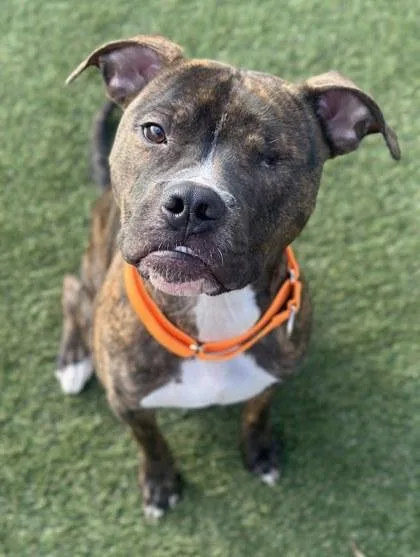 Little Dough Boy thumbnail 2