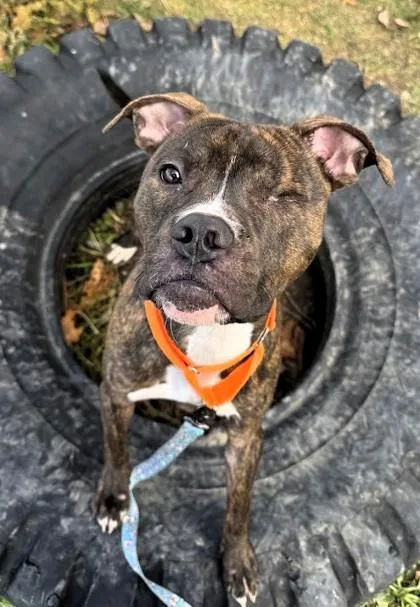 Little Dough Boy thumbnail 3