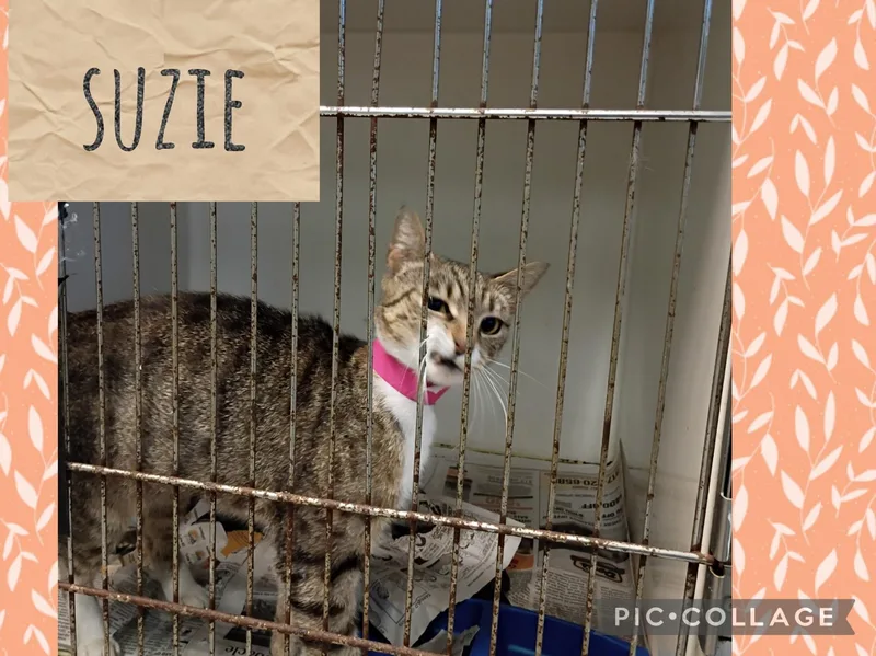A young medium-sized female Domestic Short Hair cat named Suzie for adoption in Muncie, IN