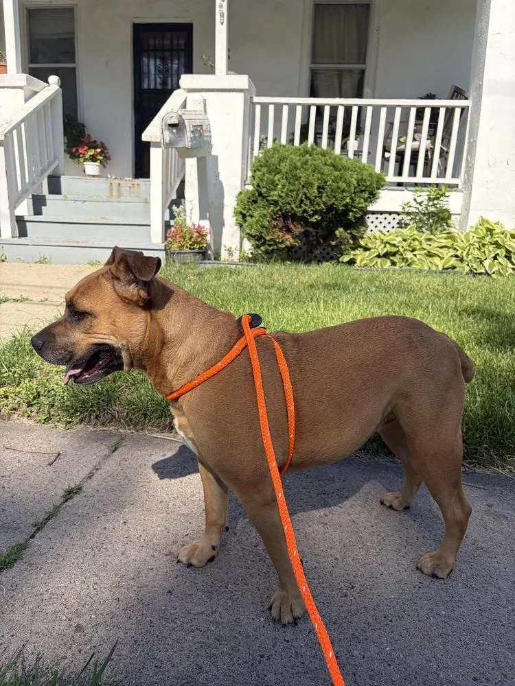 An adult large-sized female Staffordshire Bull Terrier dog named Gloria for adoption in Fremont, NE