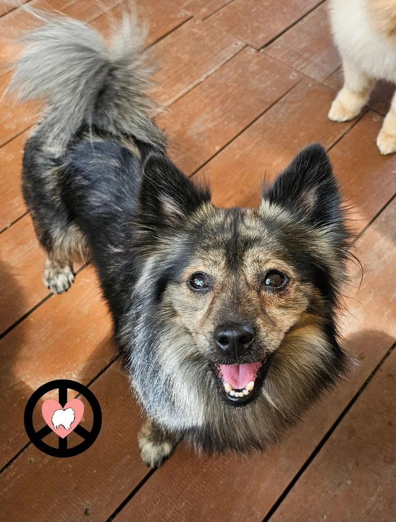 An adult small-sized male Pomeranian dog named George for adoption in Lebanon, PA