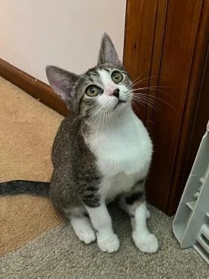 A baby medium-sized female Tabby (Brown / Chocolate) Domestic Short Hair cat named Raine for adoption in Mokena, IL