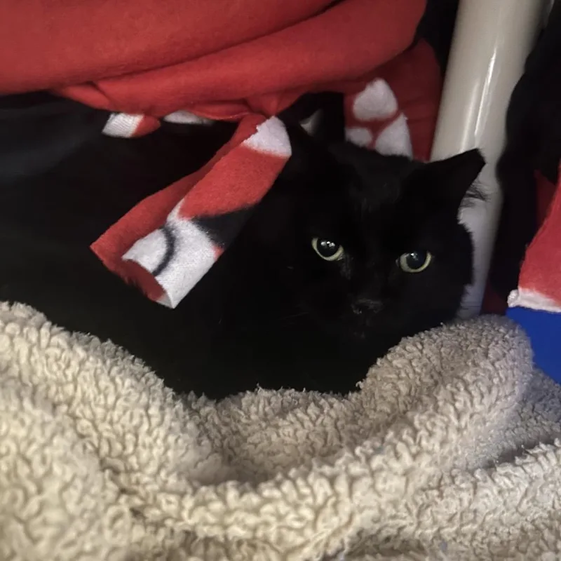 An adult medium-sized female Black Domestic Medium Hair cat named Corona for adoption in Bedford, NH