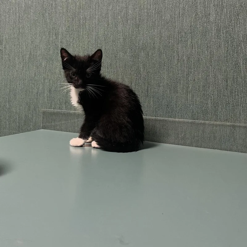 A baby small-sized male Black Domestic Short Hair cat named Berdley for adoption in Shawnee, KS