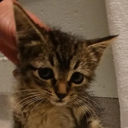 A baby small-sized male Brown / Chocolate Domestic Long Hair cat named Oliver for adoption in Chattanooga, TN