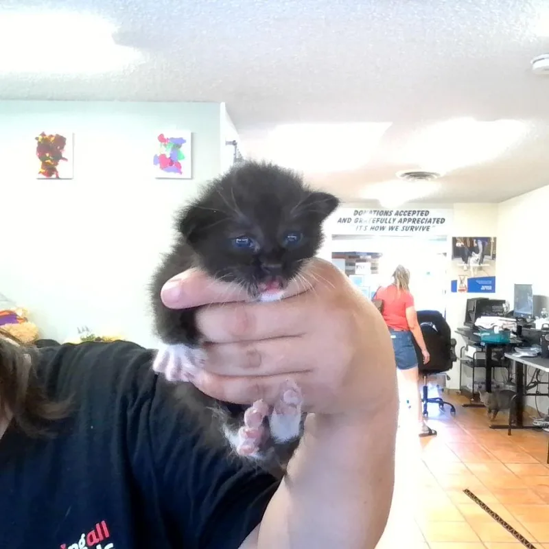 A baby small-sized male Domestic Short Hair cat named Winston for adoption in Coachella, CA