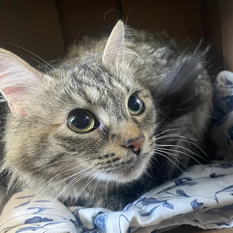 Wren Fka Jinxy thumbnail 2