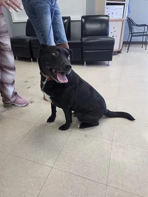 An adult medium-sized male Pit Bull Terrier dog named Shadow for adoption in Killeen, TX