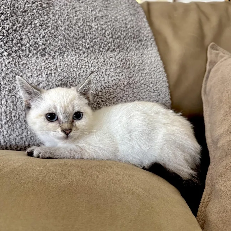 A baby small-sized female Cream / Ivory Siamese cat named Cassie for adoption in Los Angeles, CA
