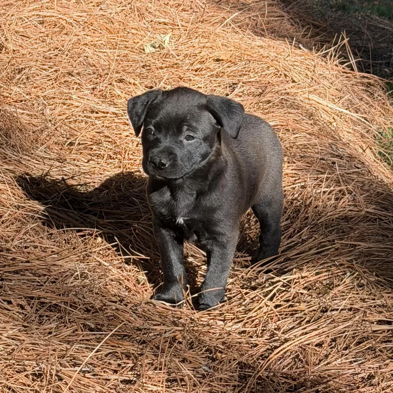 A baby medium-sized female Mixed Breed dog named Mochi for adoption in Charlotte, NC