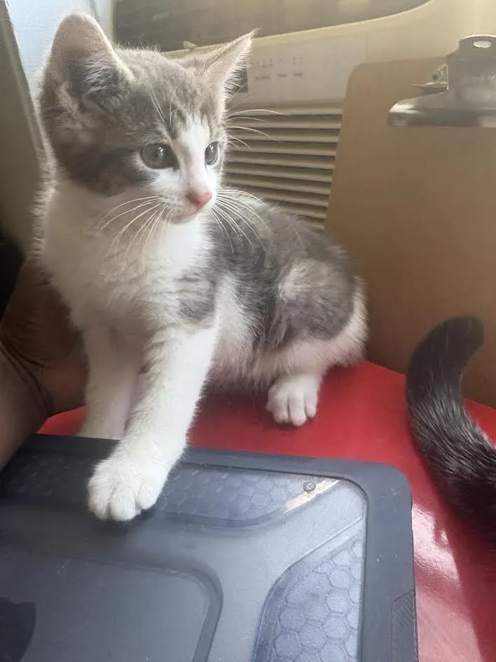 A baby small-sized female White Domestic Short Hair cat named Valerie for adoption in Brooklyn, NY