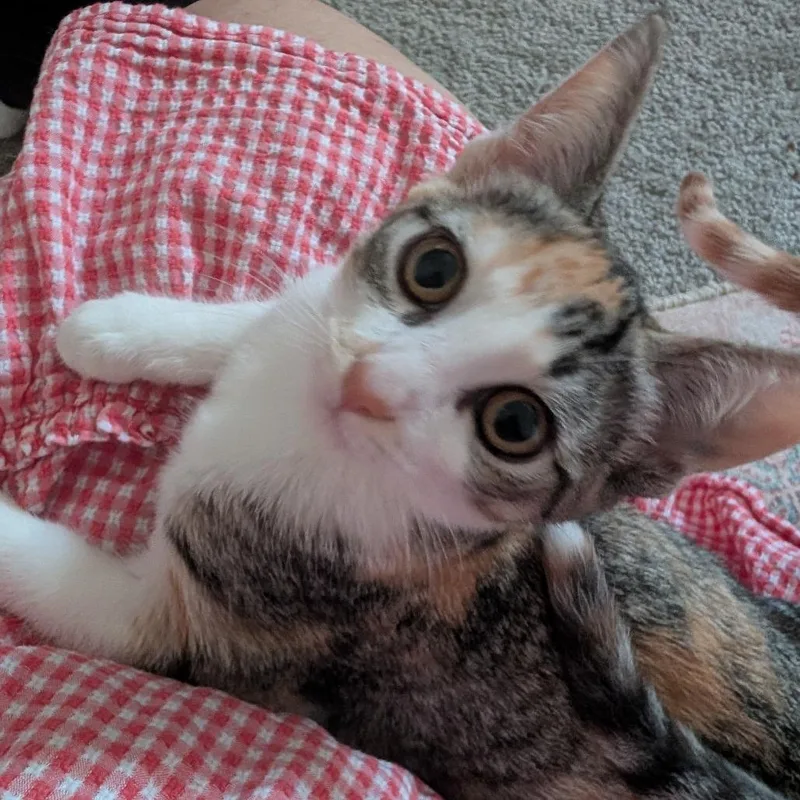 A baby small-sized female Domestic Short Hair cat named Maple for adoption in Houston, TX