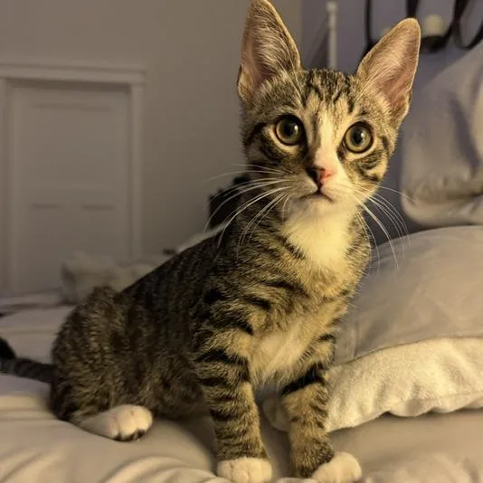 A baby small-sized male Gray / Blue / Silver Domestic Short Hair cat named Mittens for adoption in Long Beach, CA