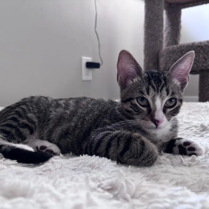 Mittens thumbnail 2