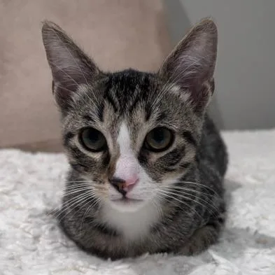 Mittens thumbnail 4