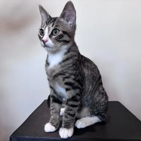 Mittens thumbnail 5