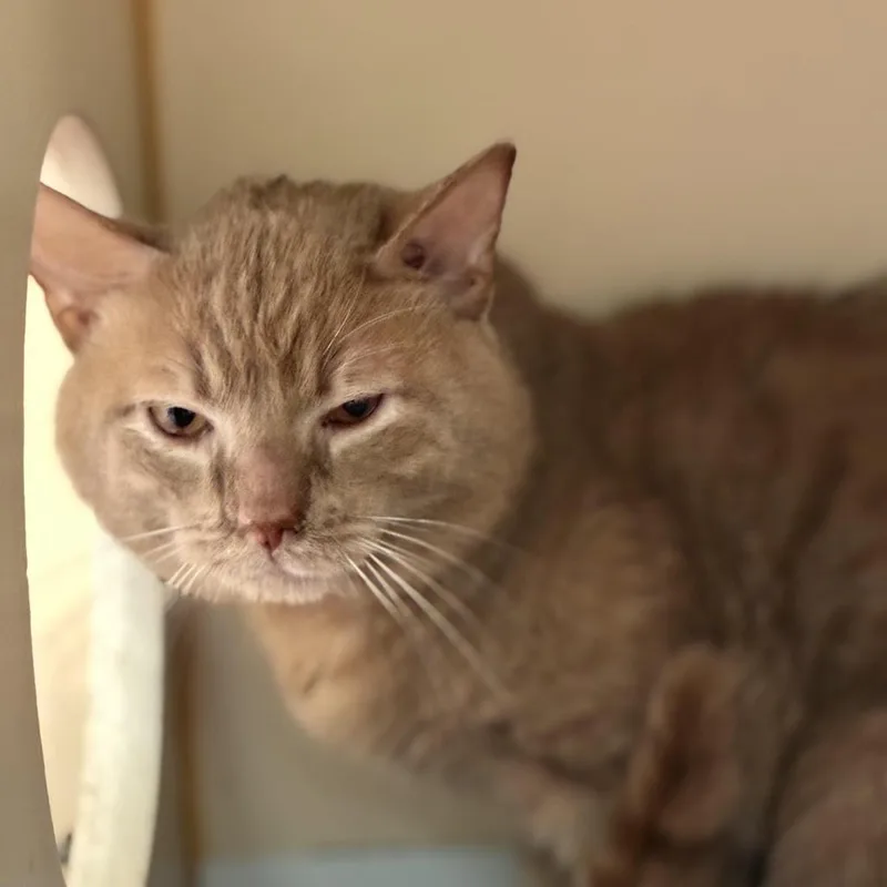 An adult medium-sized male Orange / Red American Shorthair cat named Archie for adoption in South Elgin, IL