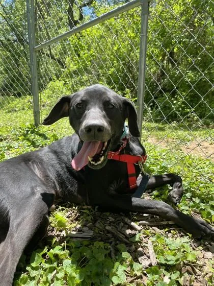 An adult large-sized male Hound dog named Bandit for adoption in Quakertown, PA